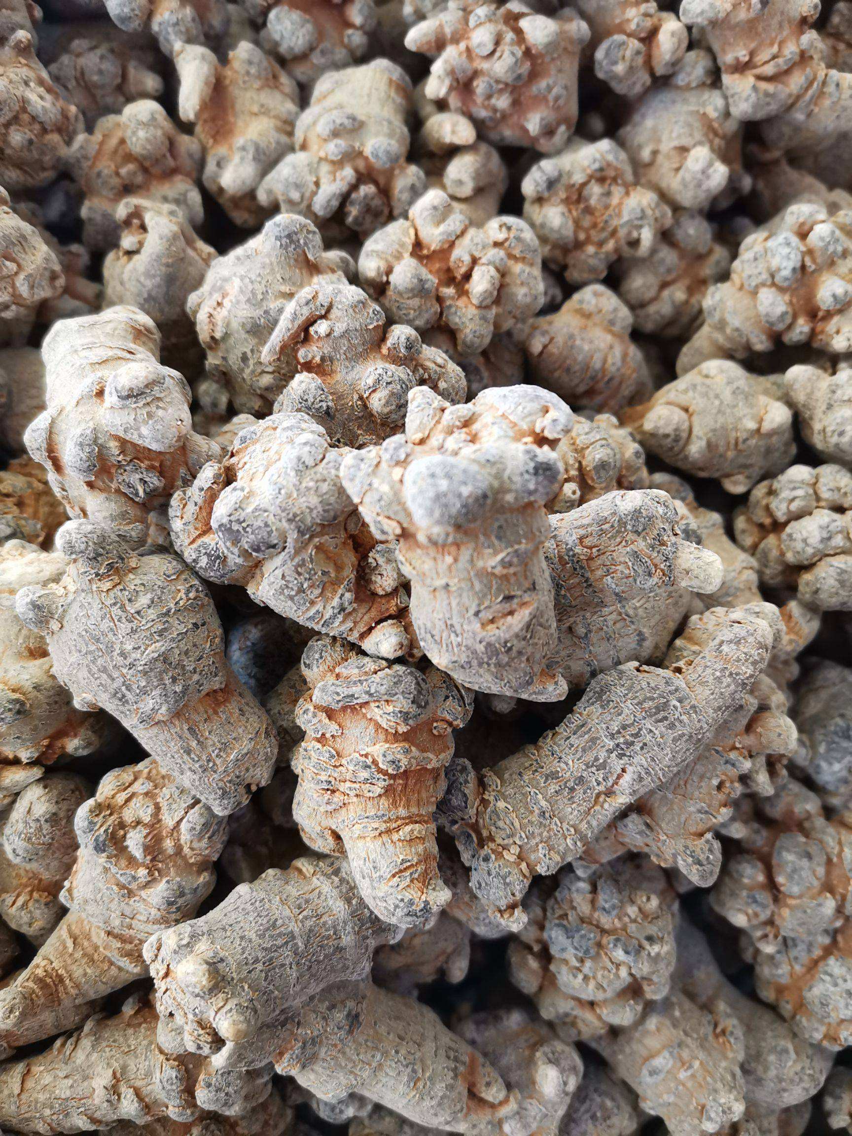 2022年12月8日---三七头子出售信息